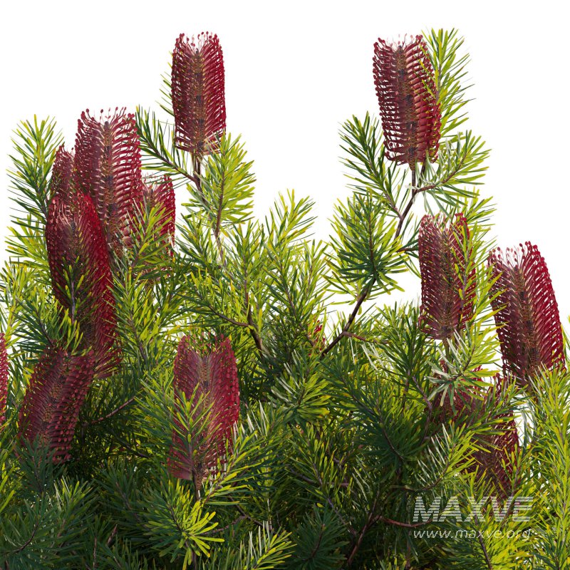 Banksia spinulosa – Hairpin Banksia 03 - Image 3