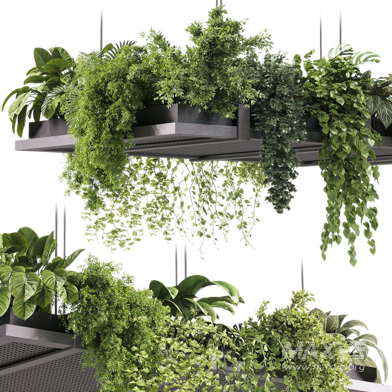 indoor plants – 51 Hanging indoor plant - Image 5