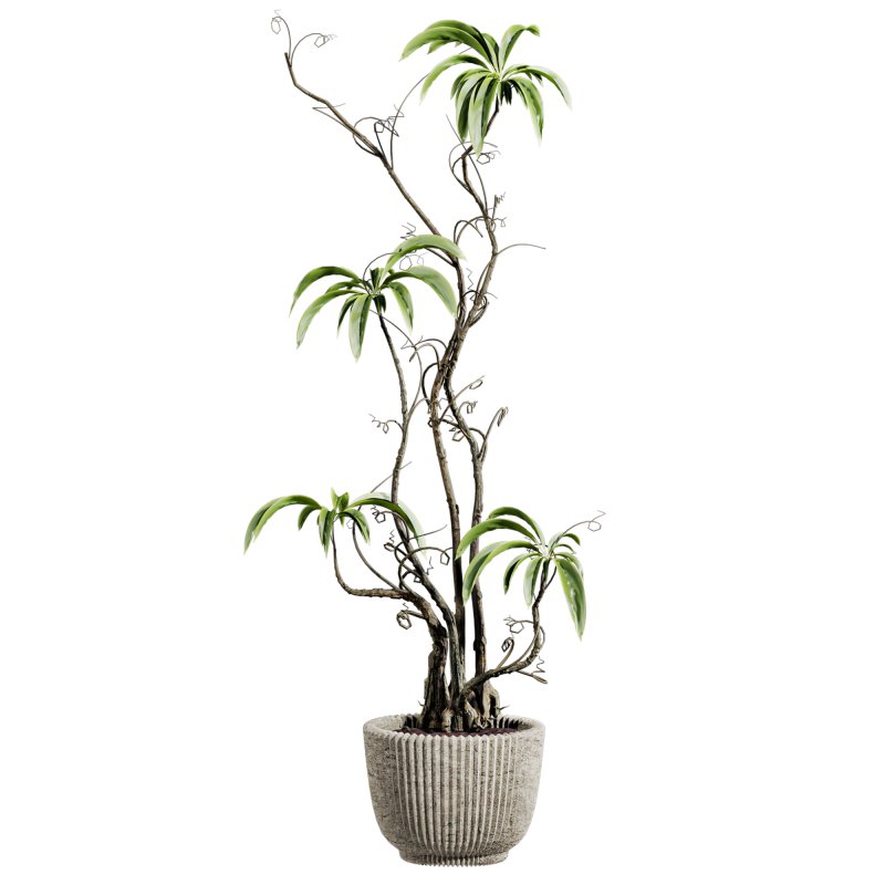 potted plants - Image 2