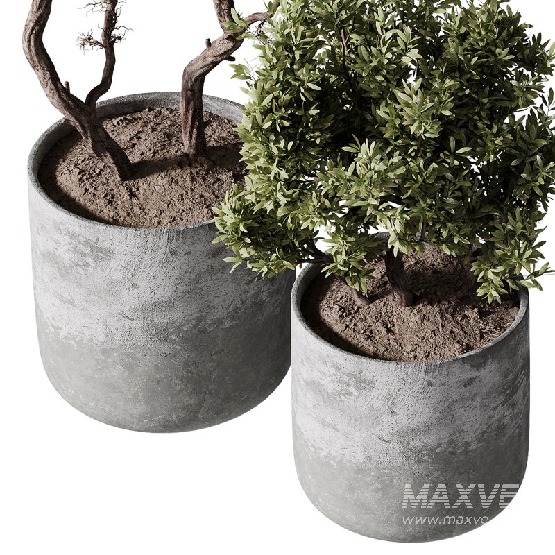 indoor plants – 67 plant in pot - Image 5