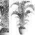 indoor plants 125 – plant in pot - Thumbnail 7