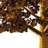 Maidenhair Ginkgo Biloba Tree 09 - Thumbnail 3