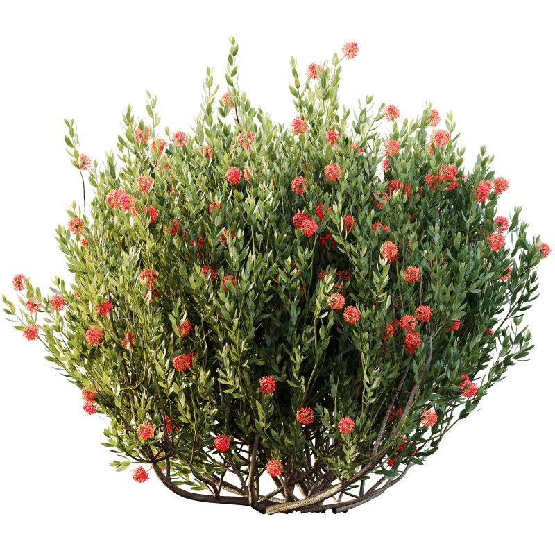 AV Spring flowering shrubs Nerium Rose Pink and Ixora Jasmine Coccinea Red Yellow - Image 2