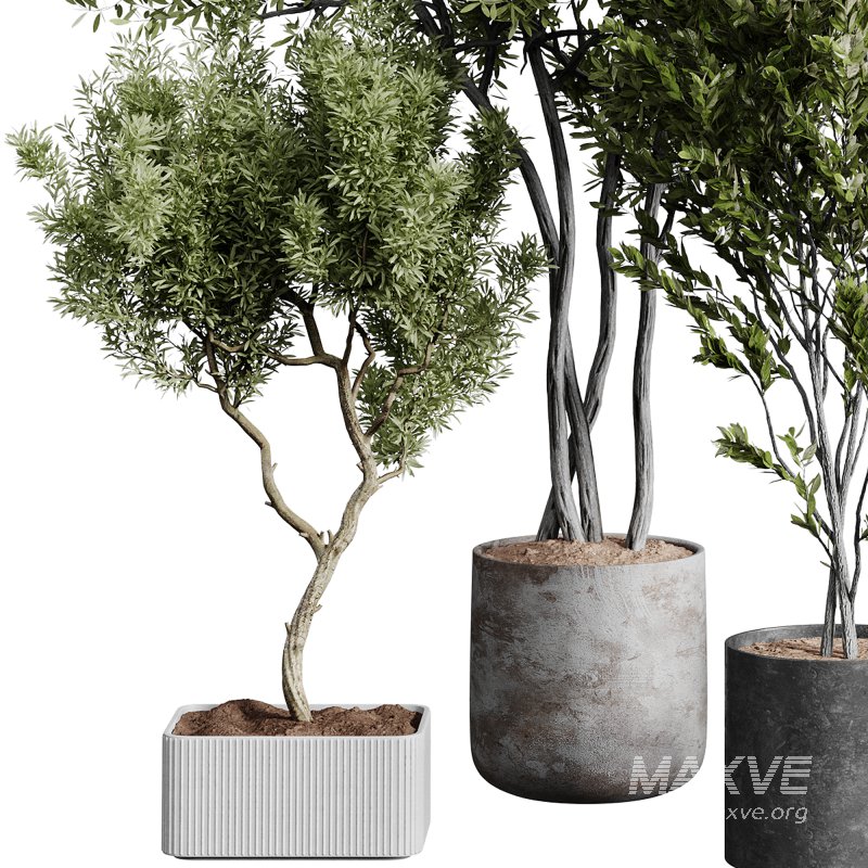 indoor plants 112 – plant collections in pot - Image 6