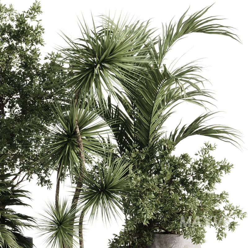 indoor plants – 34 plant collections in pot - Image 6