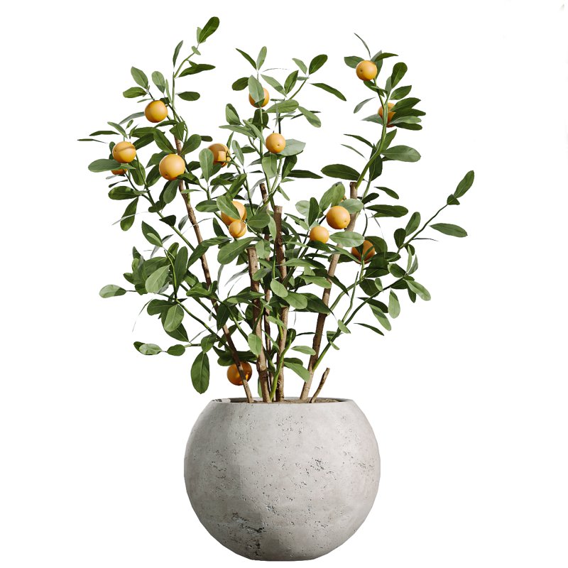 AV Indoor Plants Set 261 Beech Olea Europaea Olive Eucalyptus and Japandi Ficus Dracaena Marginata and Fruit Bonsai Orange Tree - Image 5