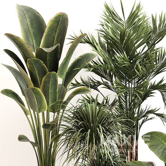 Indoor Plant Set 0157 - Image 2