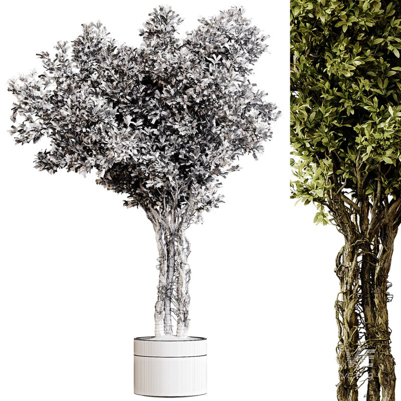 Indoor plants 87 – Plant in pot - Image 1