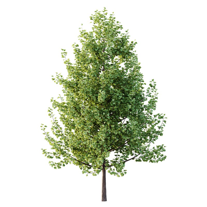 Maidenhair Ginkgo Biloba Tree 01 - Image 3