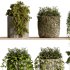 indoor plants – 29 hanging plant in pot - Thumbnail 5