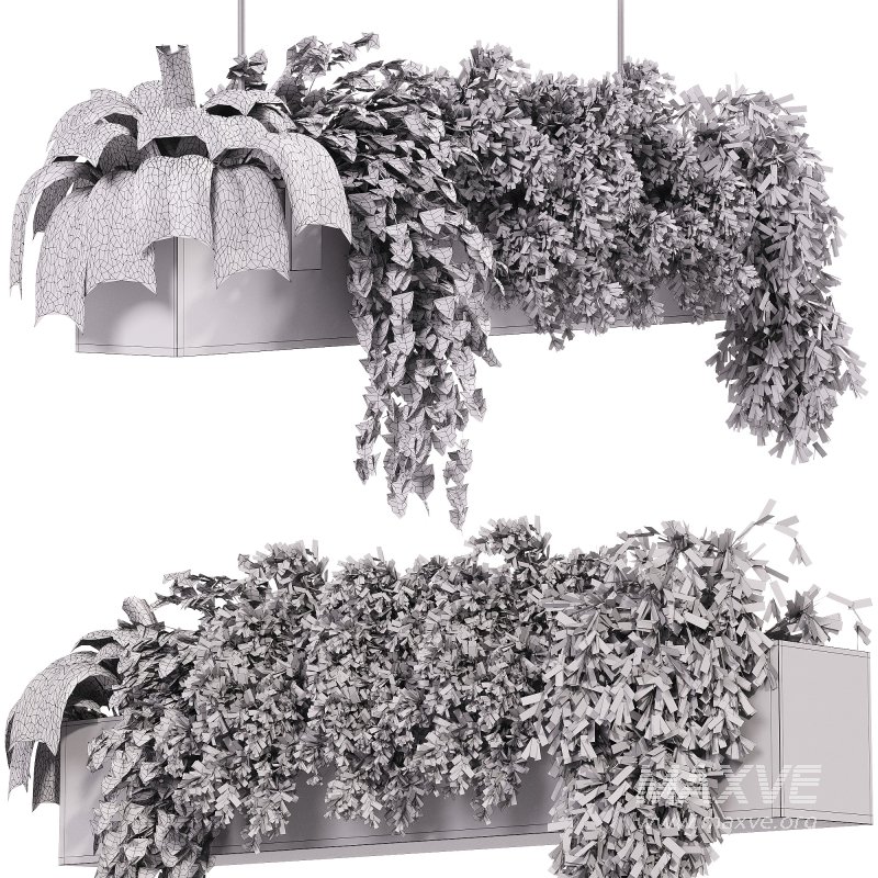 Indoor plants – 35 hanging indoor Plants - Image 2