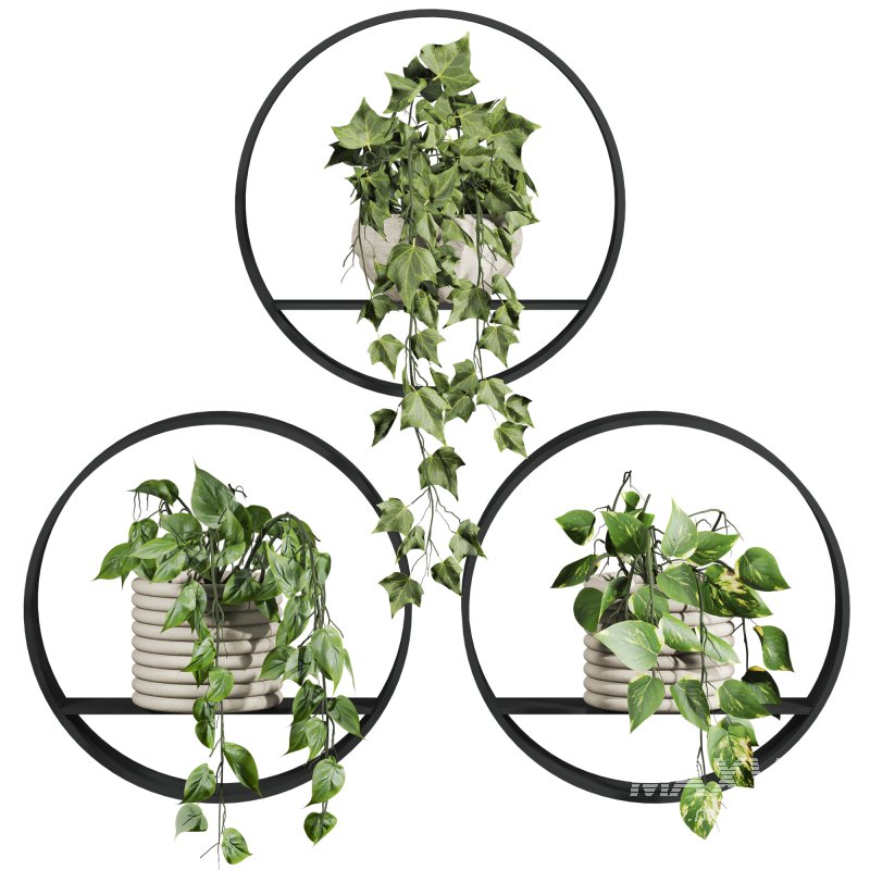 plants on shelf - Image 1