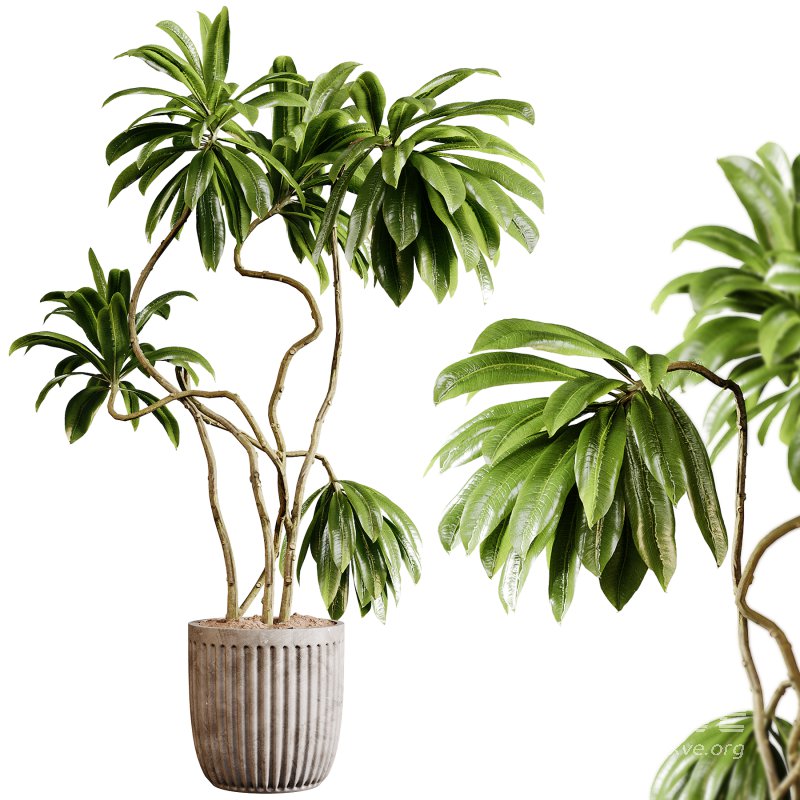 Indoor plants 94- Plant in pot - Image 1