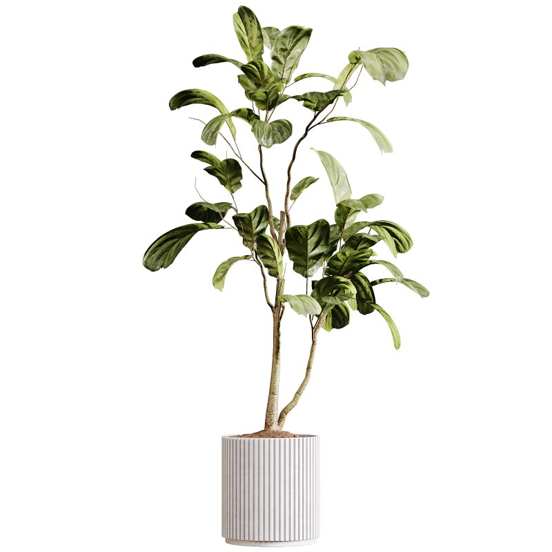 Indoor plants 89 – Plant in pot - Image 2