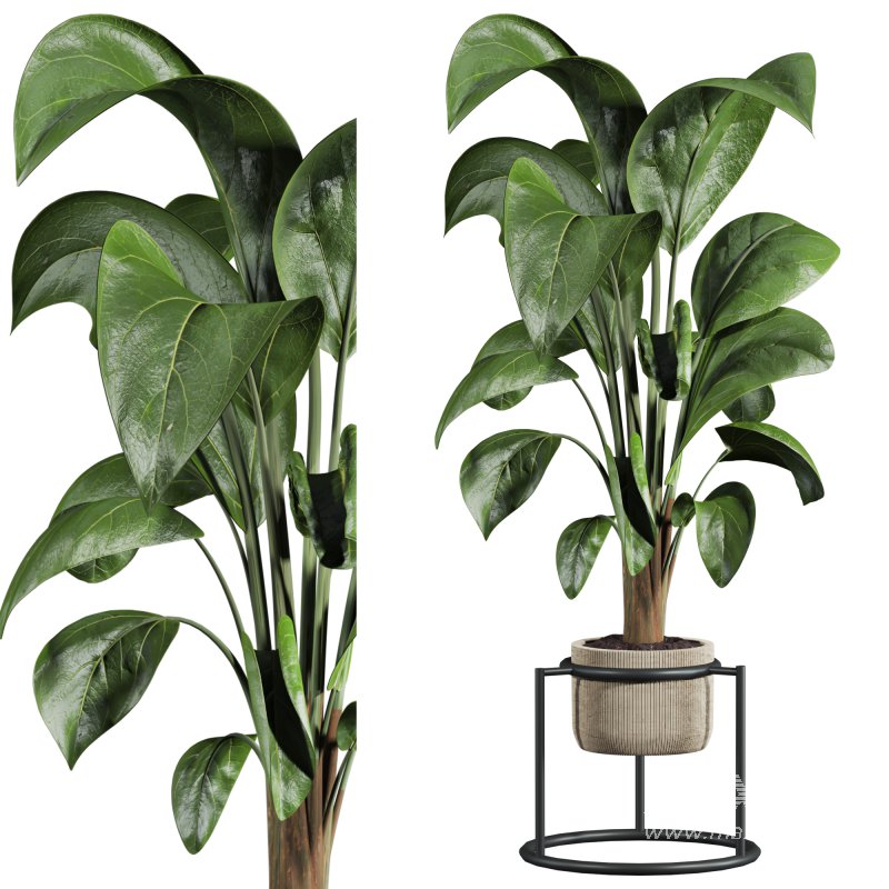 potted plant - Image 1