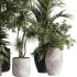 indoor plants – 34 plant collections in pot - Thumbnail 1
