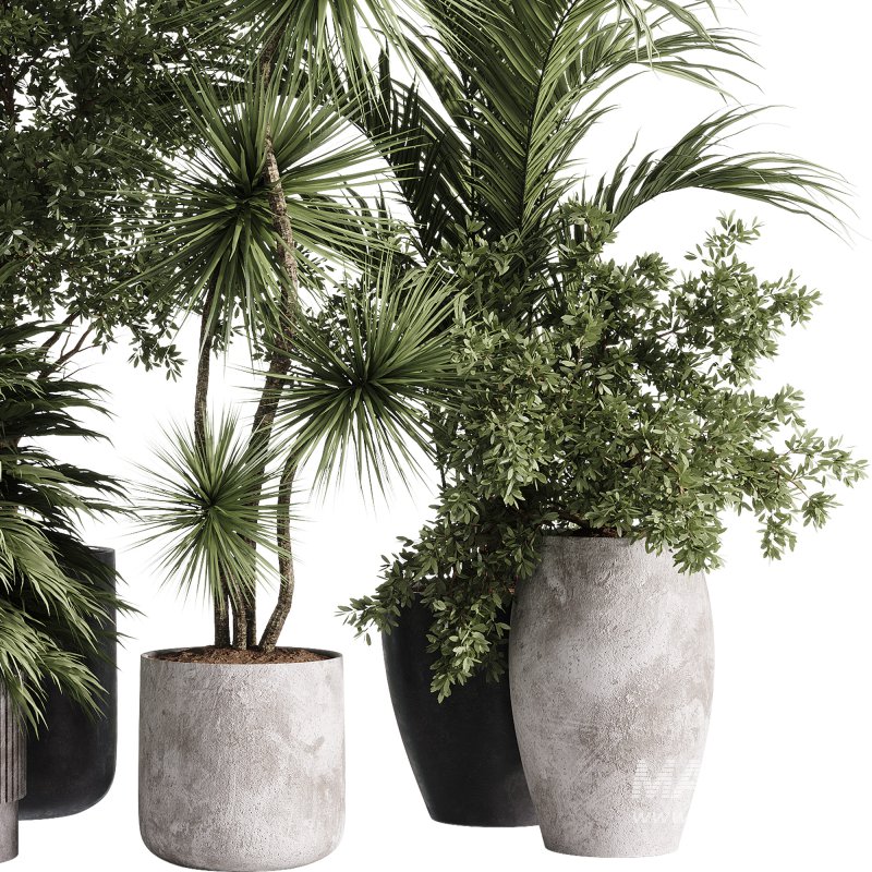 indoor plants – 34 plant collections in pot - Image 1