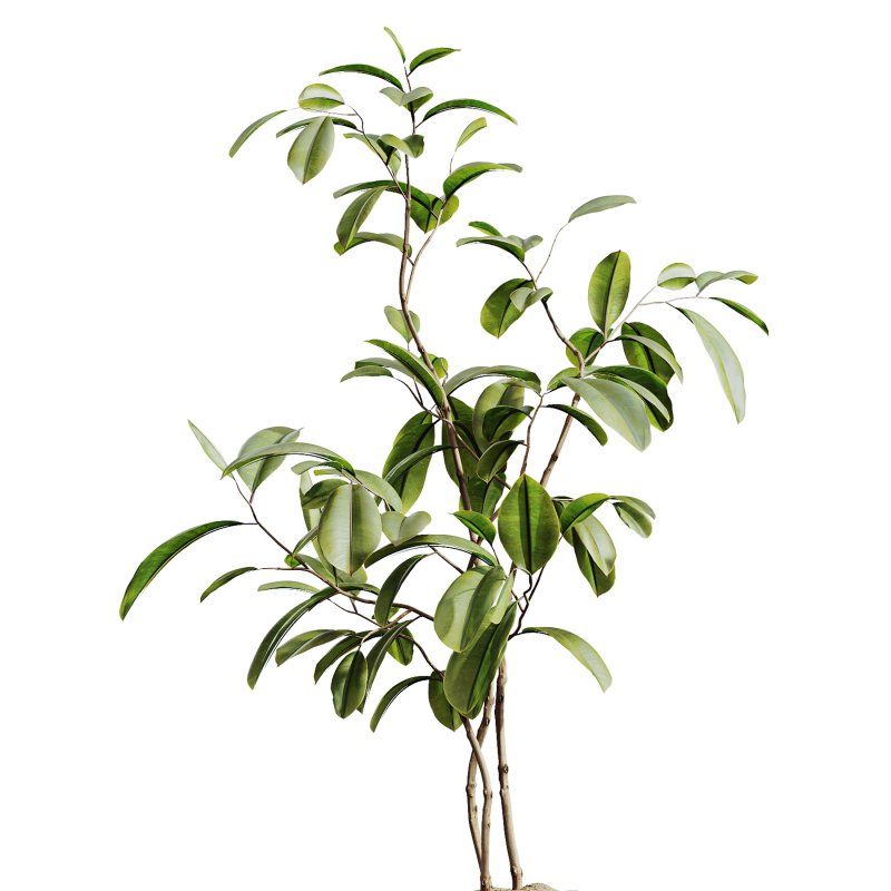 AV Indoor Plants Set 279 Areca Palm and Calathea Lutea and Ficus Marginata and Yucca - Image 2