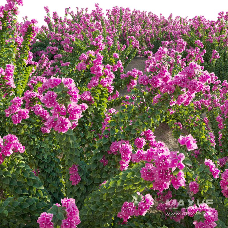 Bougainvillea – Paper Flower 01 - Image 6