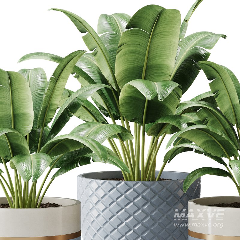 Spathiphyllum wallisii flower - Image 3