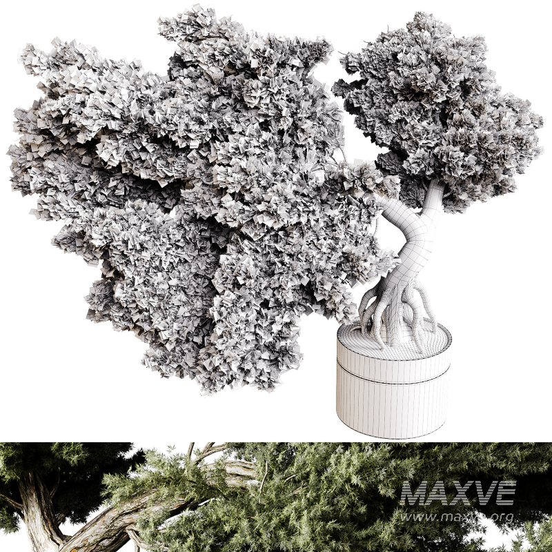 Indoor plants 82 – Plant in pot - Image 4