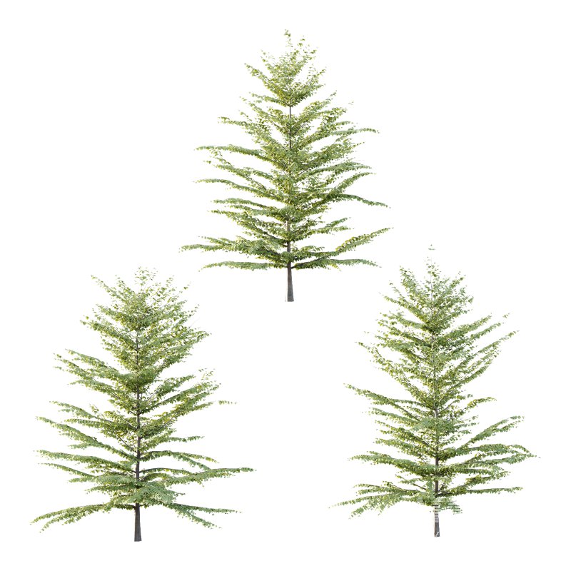 Fagus Grandifolia Tree 07 - Image 1