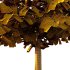 Fagus Grandifolia Tree 04 - Thumbnail 5