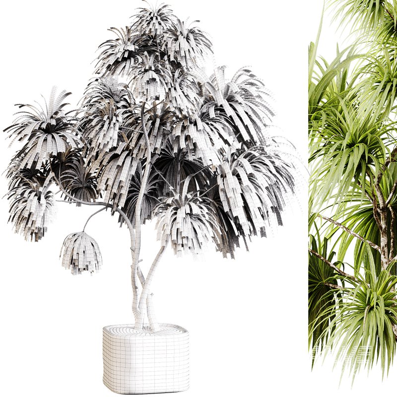 Indoor plants 99 – Plant in pot - Image 1