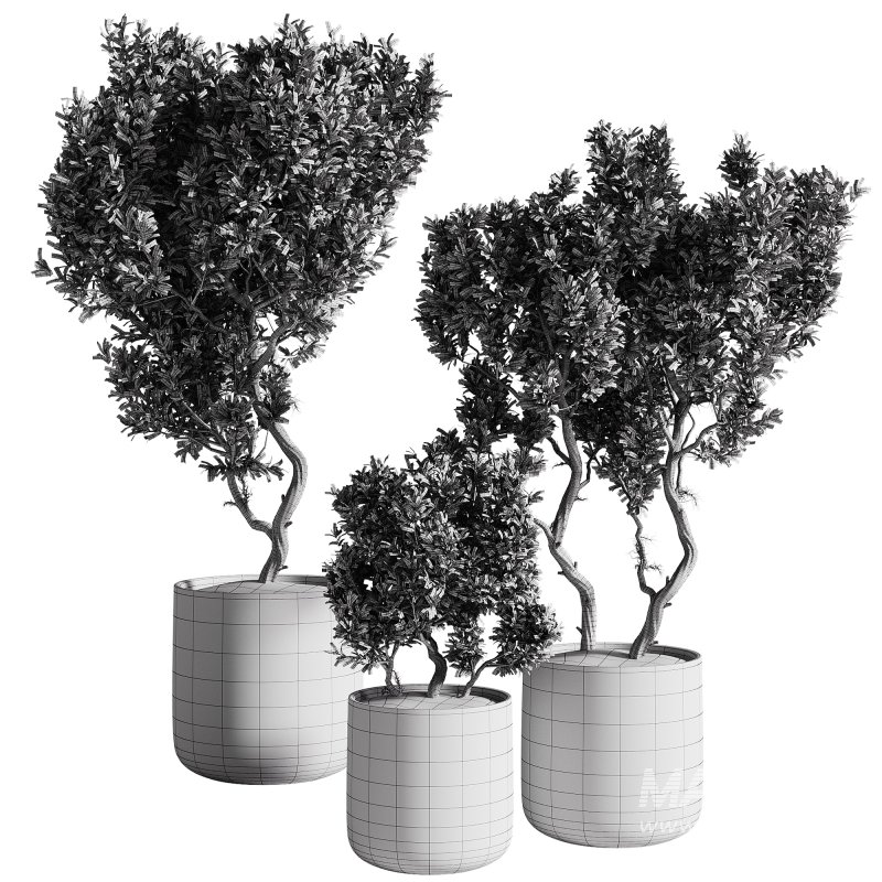 indoor plants – 67 plant in pot - Image 2