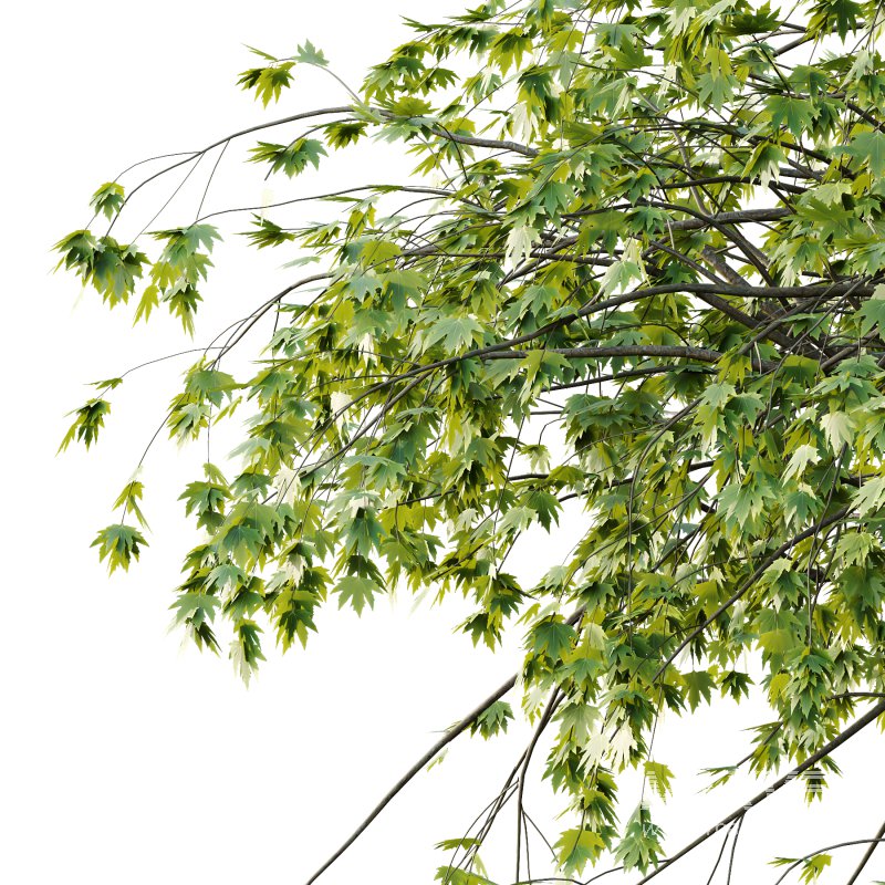 Acer Pseudoplatanus spring trees 04 - Image 2