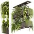 Indoor Plants – 23 Hanging plants - Thumbnail 10