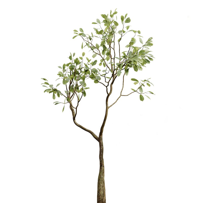 AV Indoor Plants Set 281 Ficus Marginata Yucca Palm Banana Nicolai - Image 2