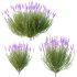 plant bush Flower Lavandula pedunculata 06 - Thumbnail 1