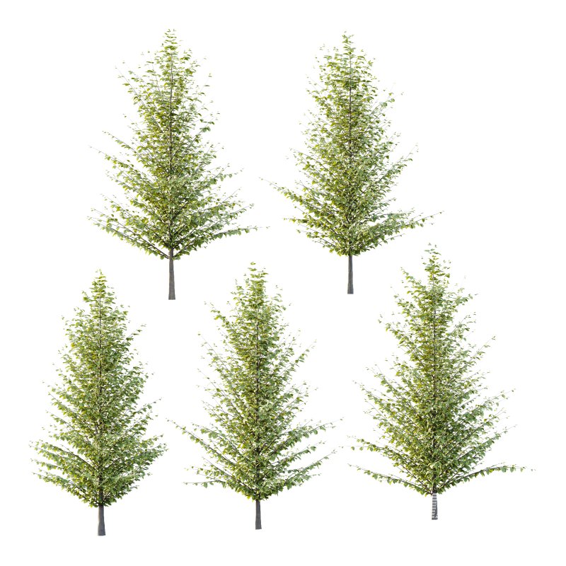 Fagus Grandifolia Tree 05 - Image 1