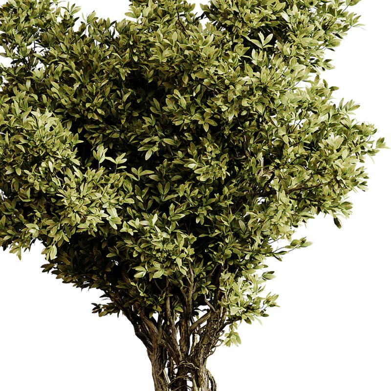 Indoor plants 87 – Plant in pot - Image 4