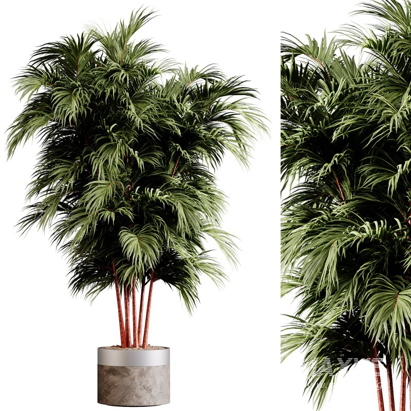 Indoor plants 85 – Plant in pot - Image 1