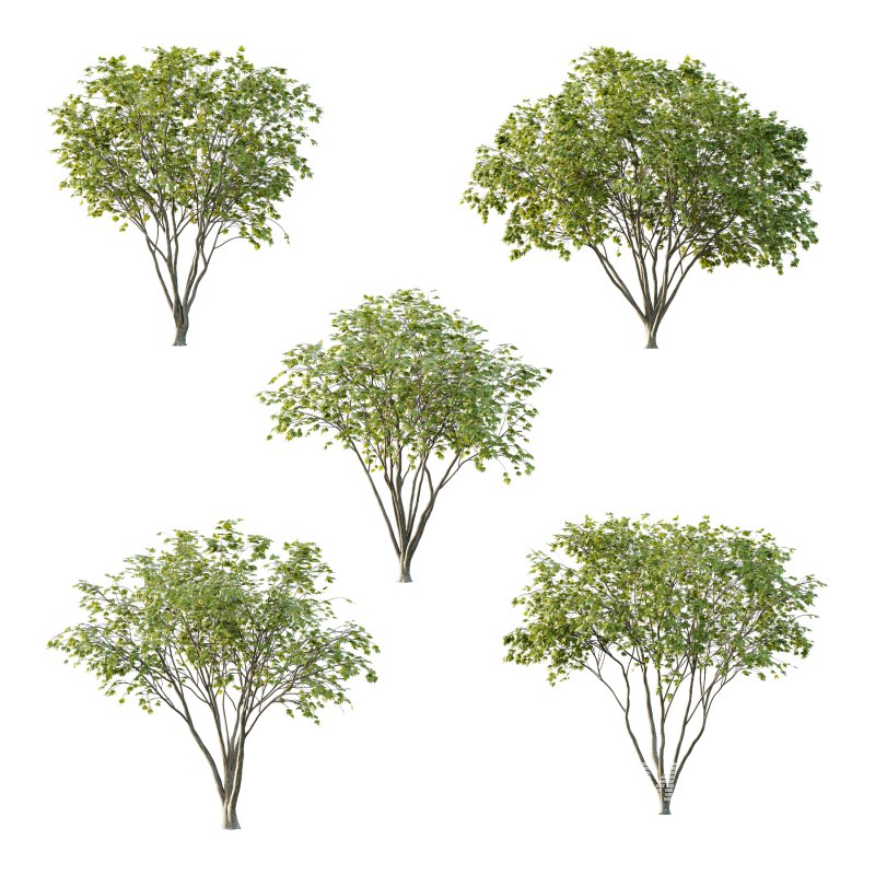 Acer Pseudoplatanus spring trees 01 - Image 2