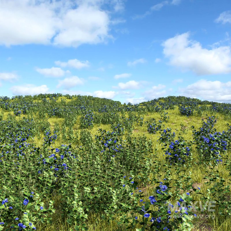 meadow (spring) - Image 2