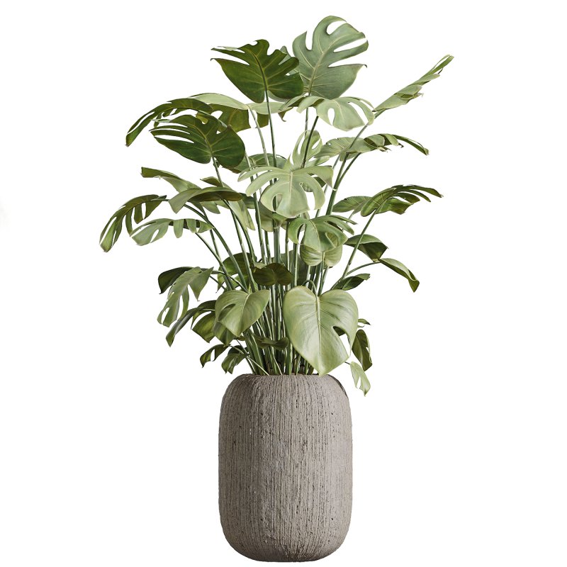 AV Indoor Plants Set 253 Monstera Drupifera Warneckii Schefflera Rhapis Excelsa - Image 3