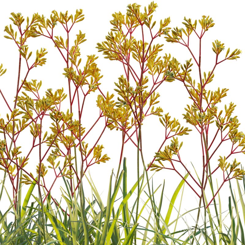 Anigozanthos flavidus – Kangaroo Paw 01 - Image 4