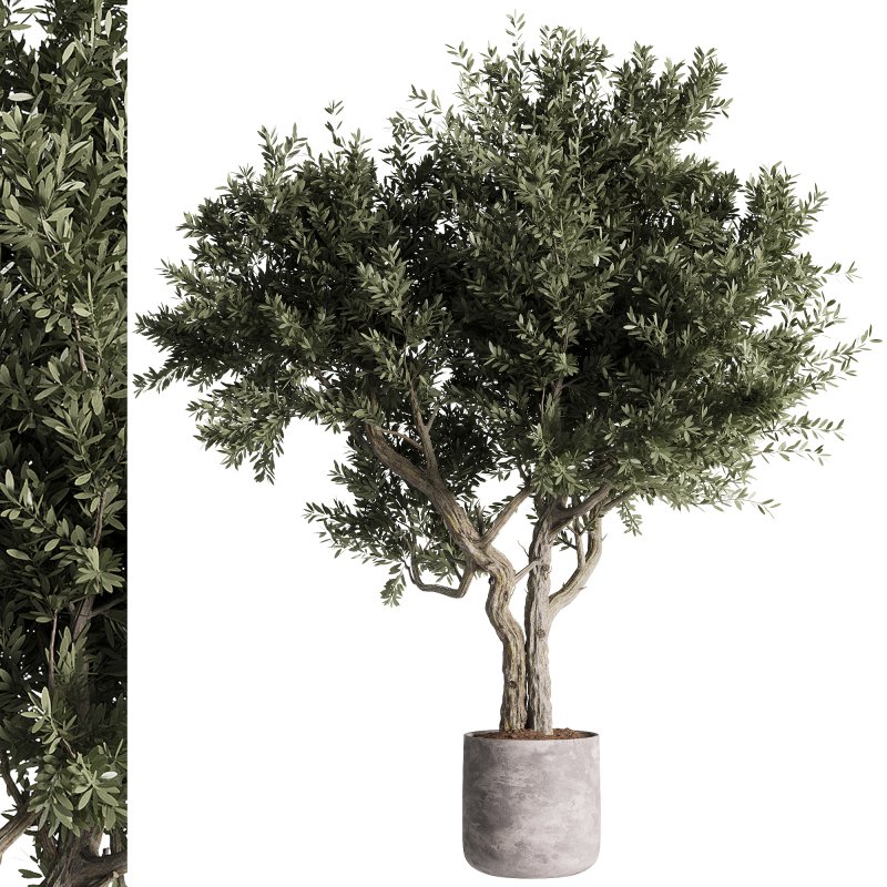 indoor plants – 46 plant in pot - Image 3