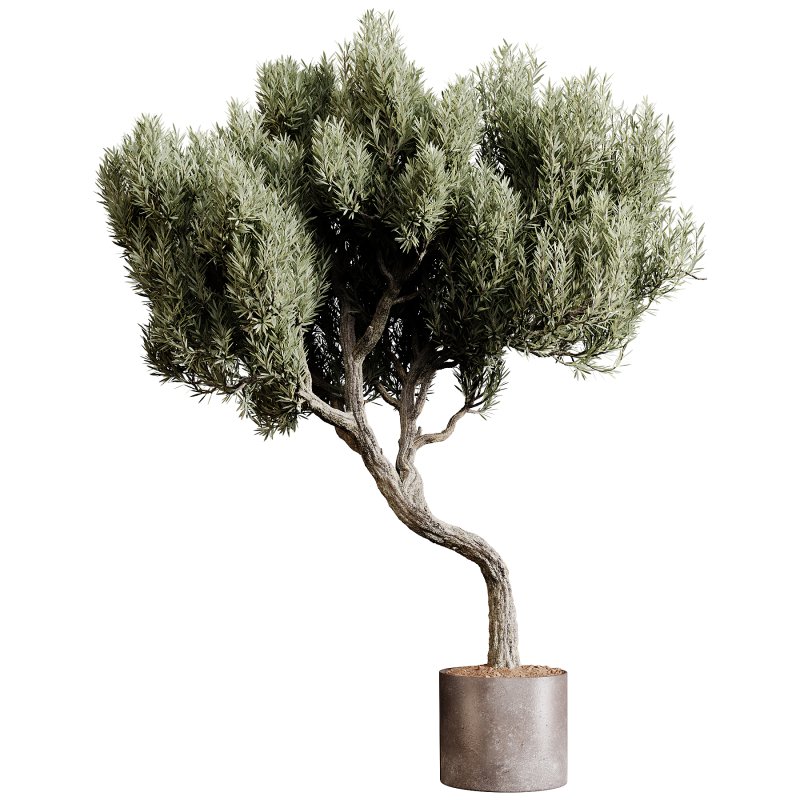 Indoor plants 80 – Plant in pot - Image 2