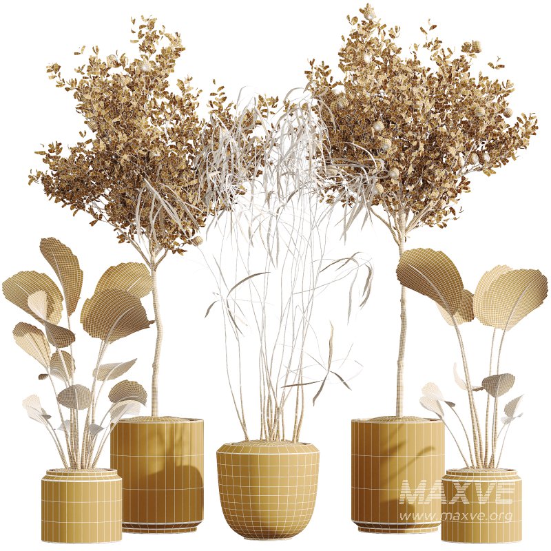 AV Indoor Plants Set 273 Banana Strelitzia Nicolai and Citrus Fruit Orange Tree and Japandi Ficus Dracaena Marginata - Image 6