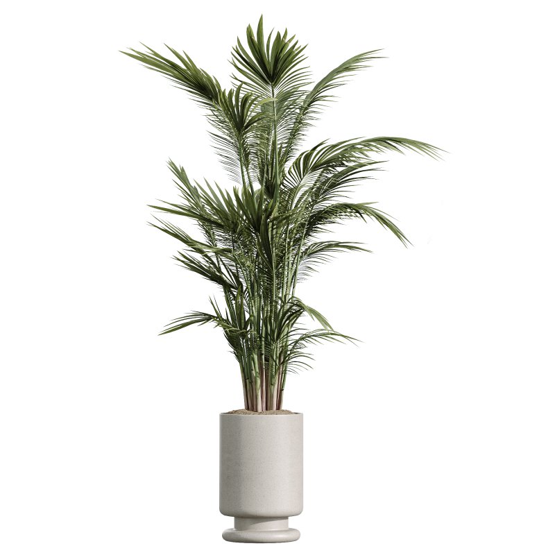 AV Indoor Plants Set 267 Areca Palm and Lemon and Green Sansevieria and Monstera Deliciosa Large Leaf and Olive - Image 1