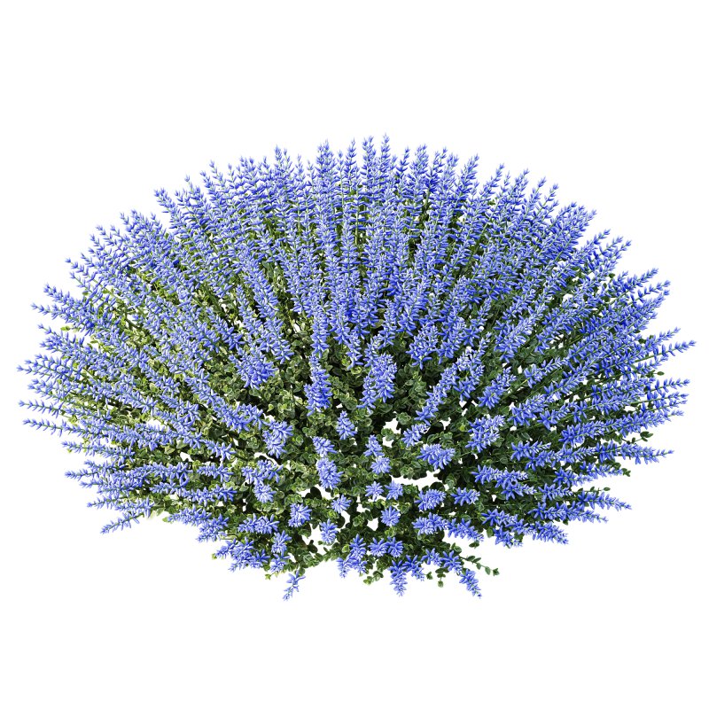 AV Plant Calluna Vulgaris Helena Summer Broom Heather Garden Girls01 - Image 3