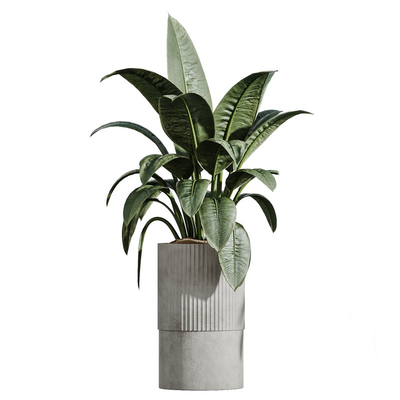 ntal hybrid originally cultivated in Southeast Asia. All models are placed in vertical fluted cylindrical concrete planters with subtle gradient bases, enhancing their architectural clarity and elevating any visual space. - Image 5