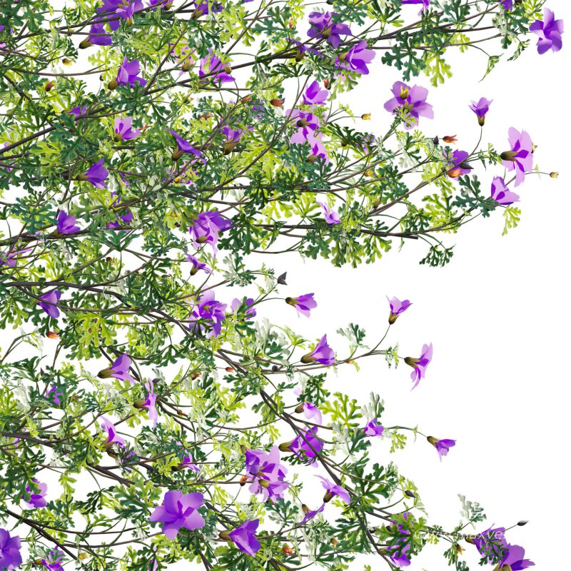 Alyogyne huegelii – Blue Hibiscus 02 - Image 4