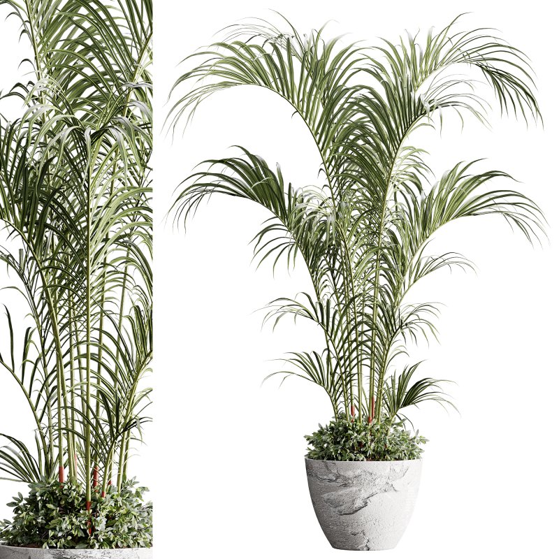 indoor plants 125 – plant in pot - Image 1