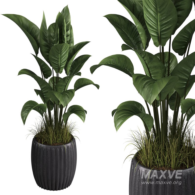 Indoor plant set 04 - Image 1