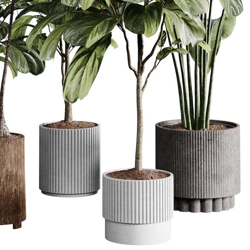 indoor plants 110 – plant collections in pot - Image 5